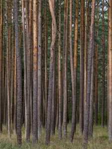 Preview wallpaper pines, trees, forest, nature
