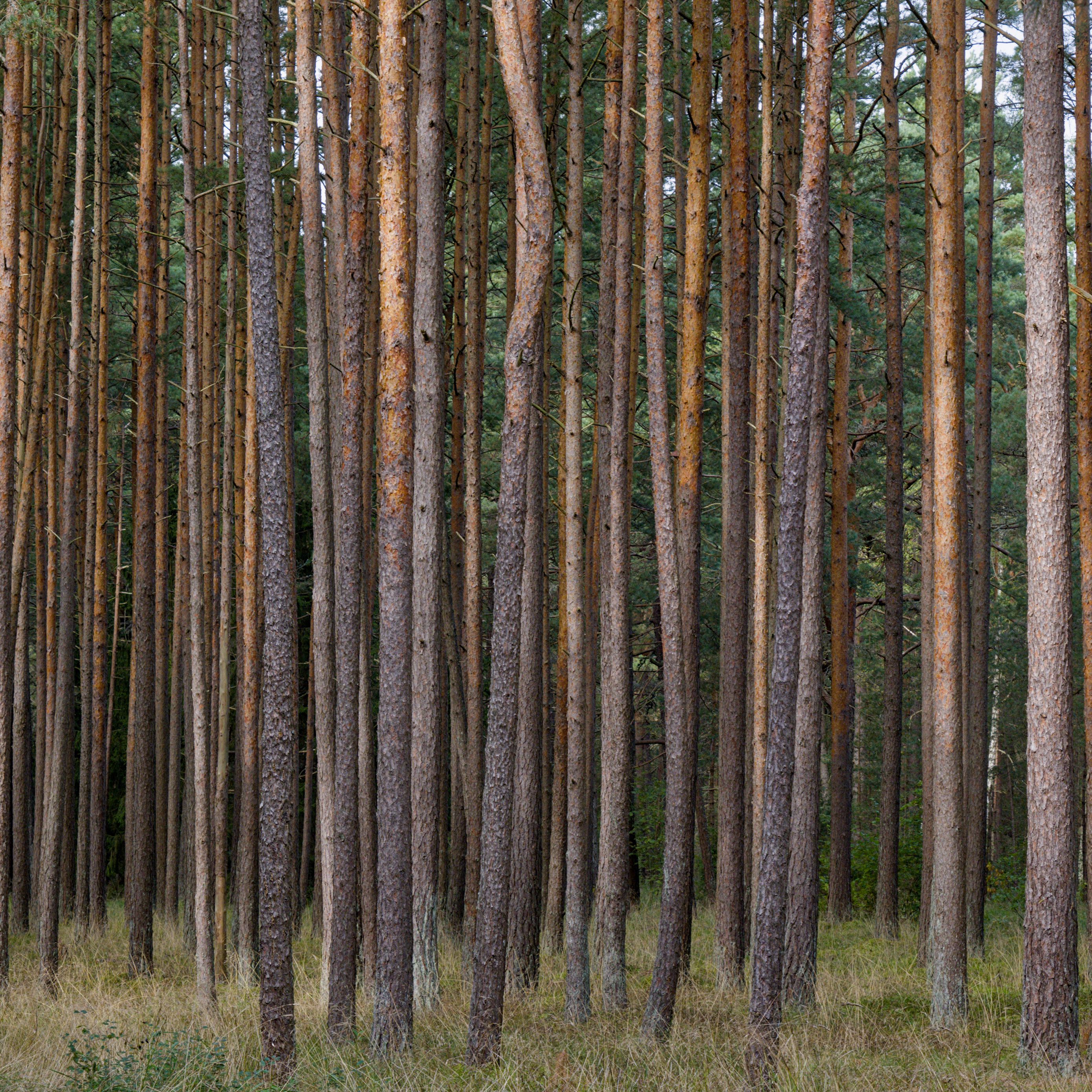 2780x2780 Wallpaper pines, trees, forest, nature