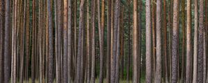 Preview wallpaper pines, trees, forest, nature