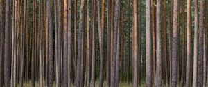 Preview wallpaper pines, trees, forest, nature