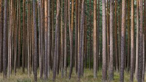Preview wallpaper pines, trees, forest, nature