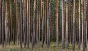 Preview wallpaper pines, trees, forest, nature