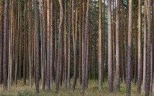 Preview wallpaper pines, trees, forest, nature
