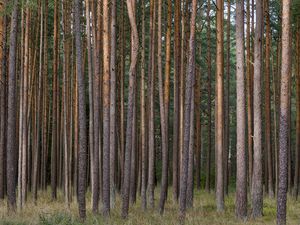 Preview wallpaper pines, trees, forest, nature