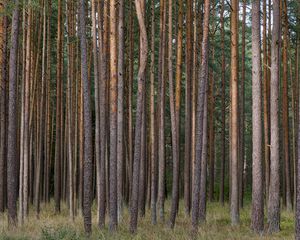 Preview wallpaper pines, trees, forest, nature