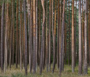 Preview wallpaper pines, trees, forest, nature