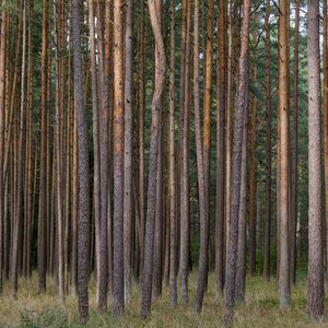 Preview wallpaper pines, trees, forest, nature