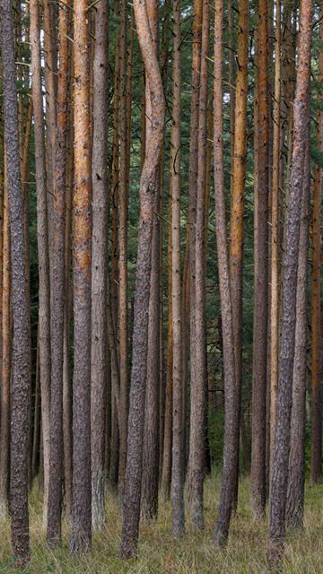 360x640 Wallpaper pines, trees, forest, nature