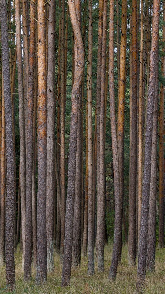 540x960 Wallpaper pines, trees, forest, nature