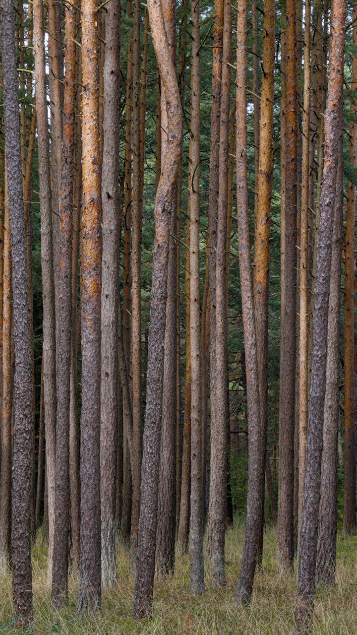 720x1280 Wallpaper pines, trees, forest, nature