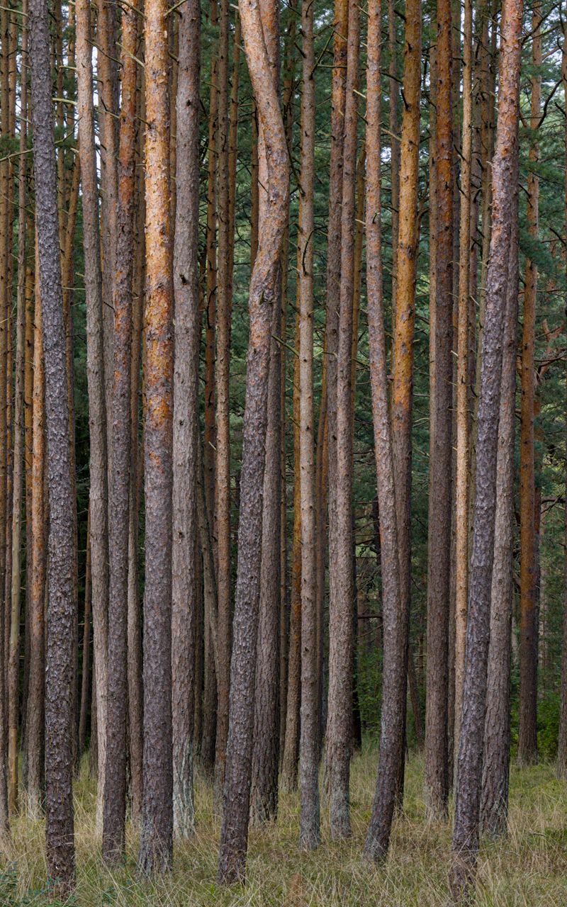 800x1280 Wallpaper pines, trees, forest, nature