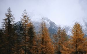 Preview wallpaper pines, trees, mountain, landscape, nature