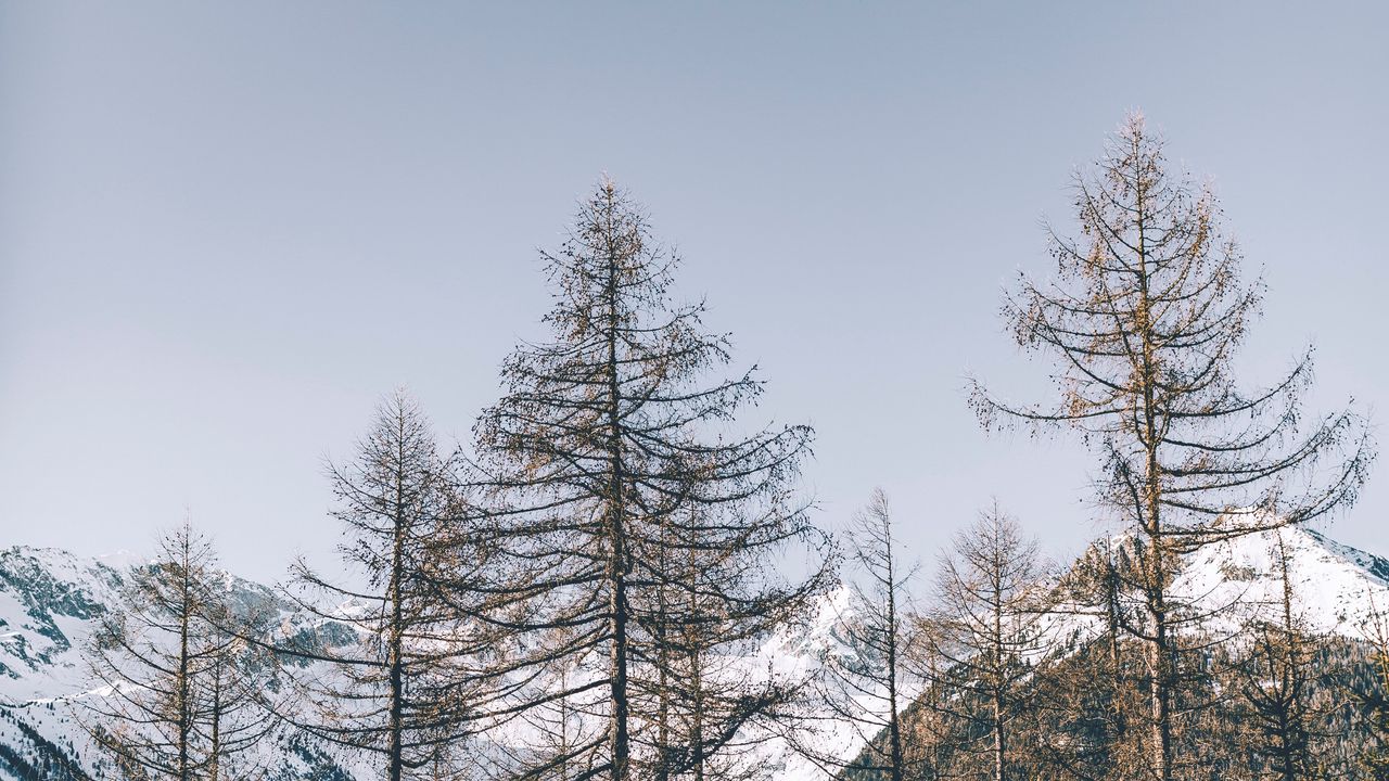 Wallpaper pines, trees, mountains