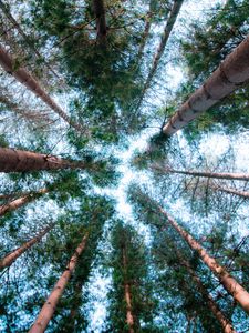 Preview wallpaper pines, trees, sky, forest