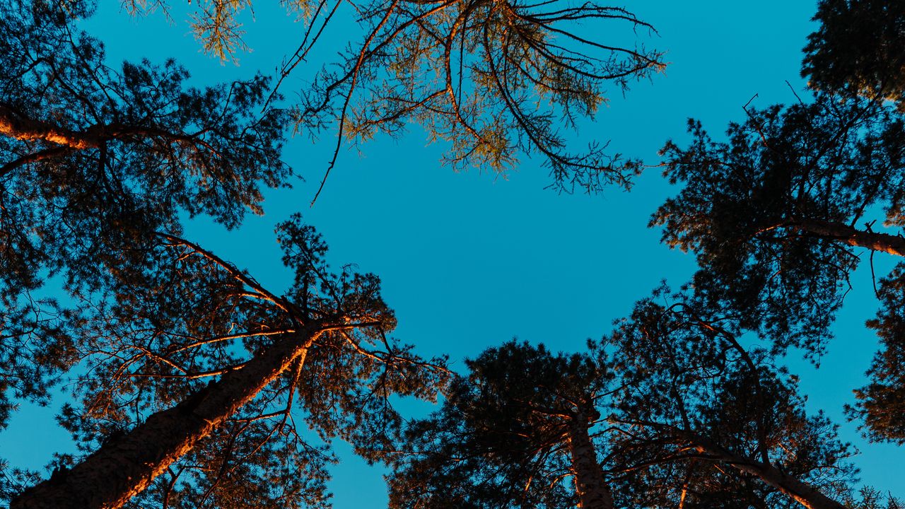 Wallpaper pines, trees, sky