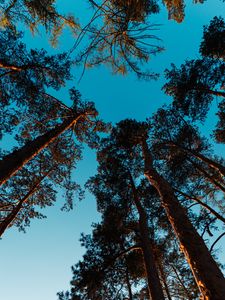 Preview wallpaper pines, trees, sky
