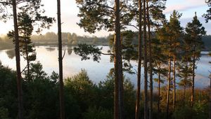 Preview wallpaper pines, trees, slope, river