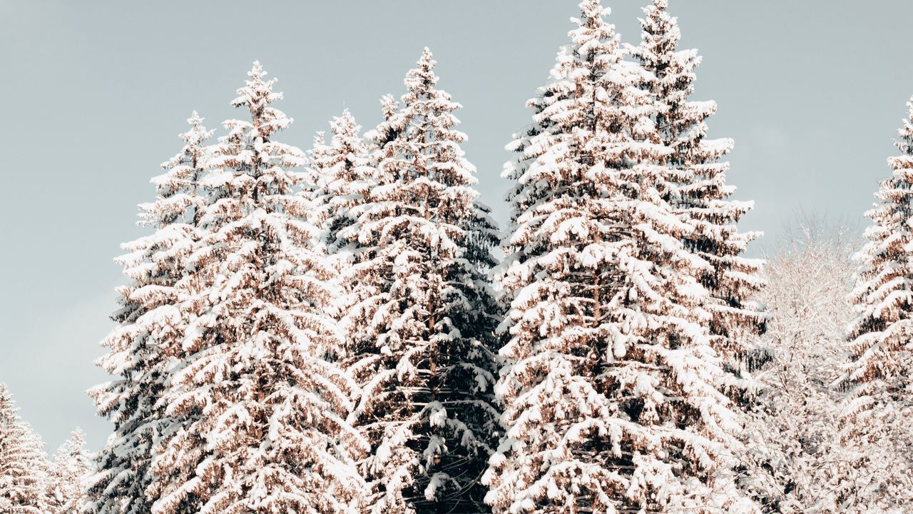 Wallpaper pines, trees, snow, winter