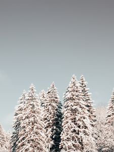 Preview wallpaper pines, trees, snow, winter