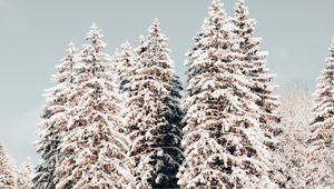 Preview wallpaper pines, trees, snow, winter