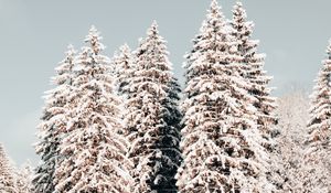 Preview wallpaper pines, trees, snow, winter