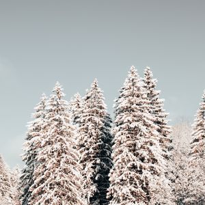 Preview wallpaper pines, trees, snow, winter