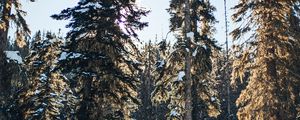 Preview wallpaper pines, trees, snow, forest, winter