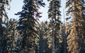 Preview wallpaper pines, trees, snow, forest, winter