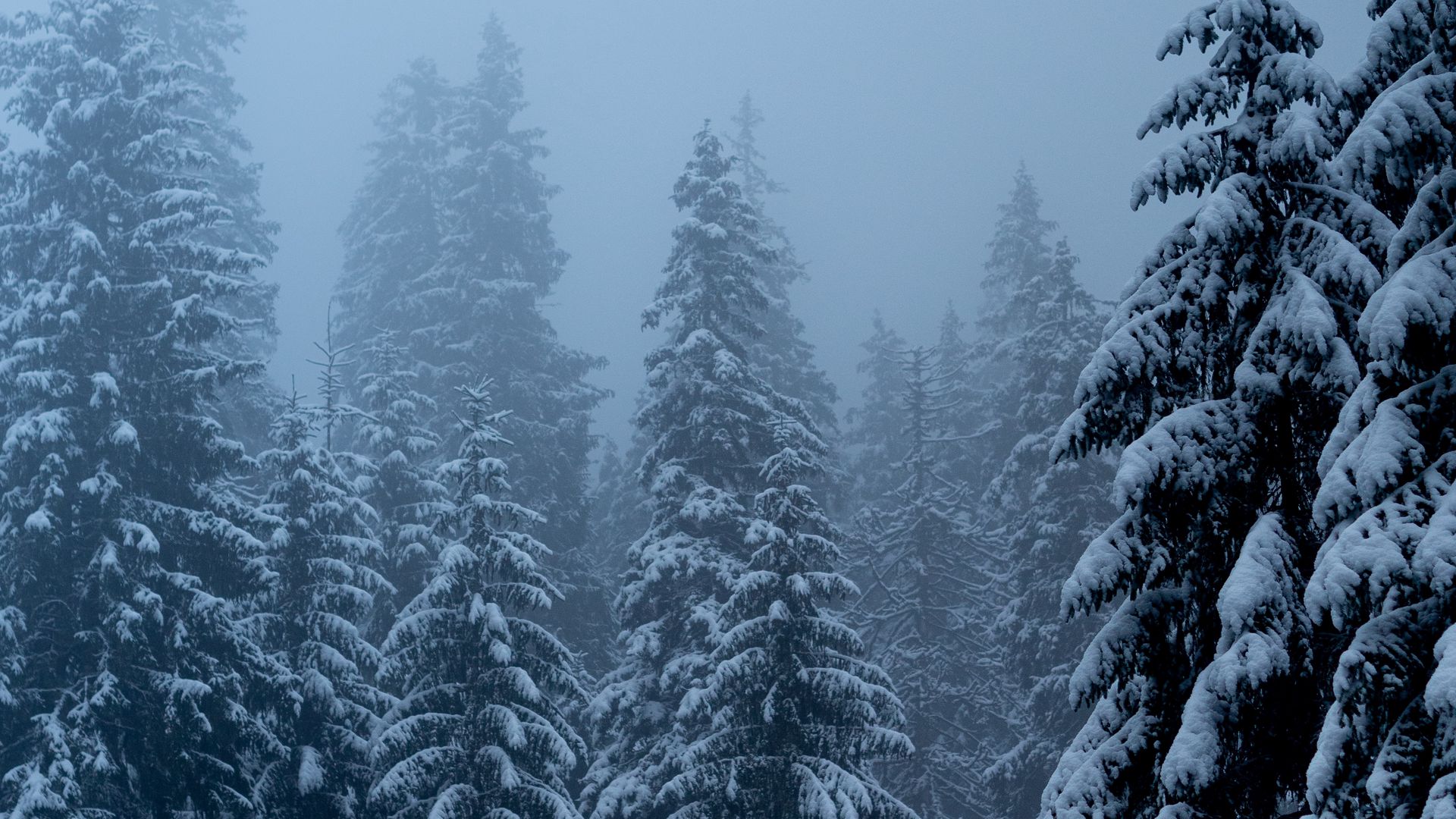 Download 1920x1080 pines, trees, snow, blizzard, winter wallpaper, backgrou...