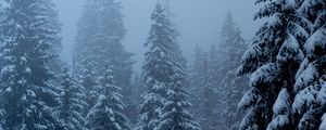 Preview wallpaper pines, trees, snow, blizzard, winter