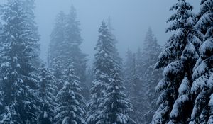 Preview wallpaper pines, trees, snow, blizzard, winter