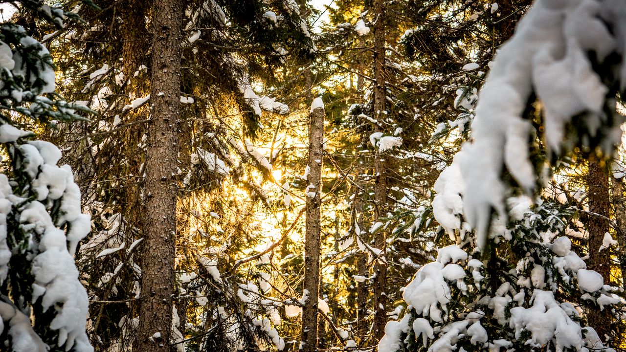 Wallpaper pines, trees, snow, forest, sunlight, winter