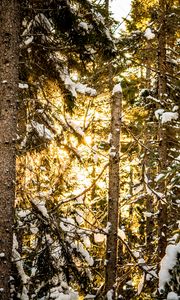 Preview wallpaper pines, trees, snow, forest, sunlight, winter