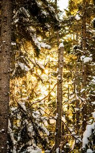 Preview wallpaper pines, trees, snow, forest, sunlight, winter