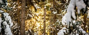 Preview wallpaper pines, trees, snow, forest, sunlight, winter