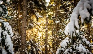 Preview wallpaper pines, trees, snow, forest, sunlight, winter