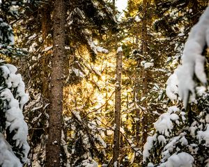 Preview wallpaper pines, trees, snow, forest, sunlight, winter