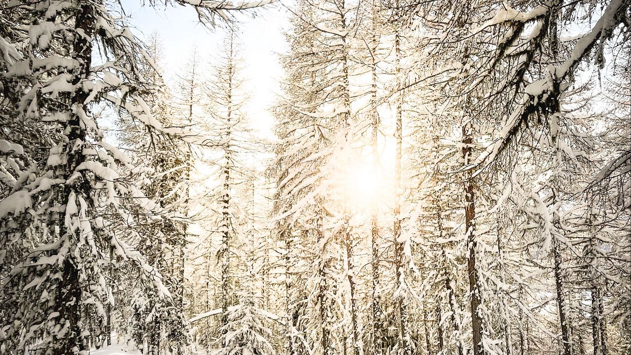 Wallpaper pines, trees, snow, sunlight, winter, nature