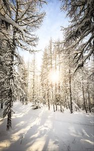 Preview wallpaper pines, trees, snow, sunlight, winter, nature