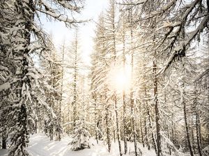 Preview wallpaper pines, trees, snow, sunlight, winter, nature