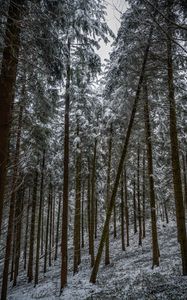 Preview wallpaper pines, trees, snow, forest, winter, nature