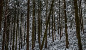 Preview wallpaper pines, trees, snow, forest, winter, nature