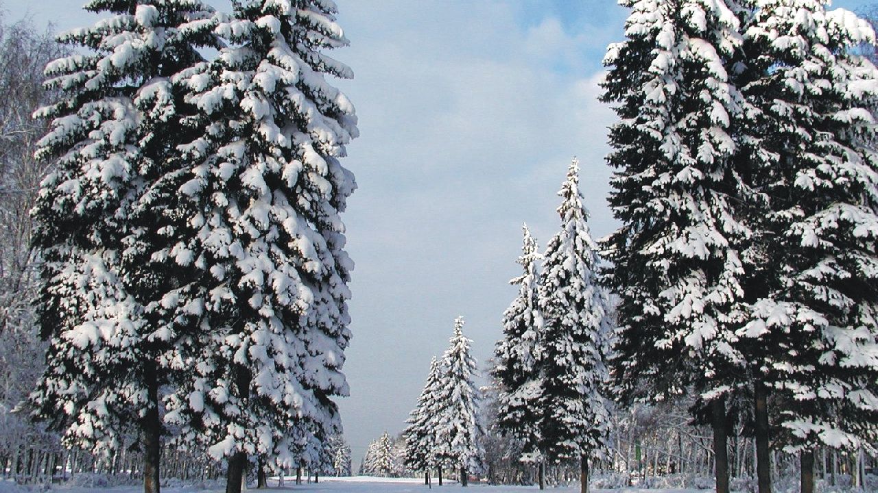 Wallpaper pines, trees, winter