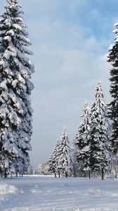 Preview wallpaper pines, trees, winter