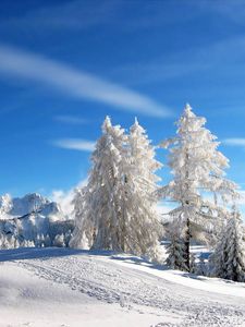 Preview wallpaper pines, trees, winter, mounting skiing resort