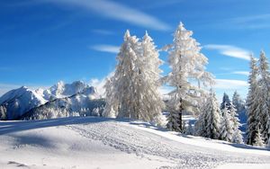 Preview wallpaper pines, trees, winter, mounting skiing resort