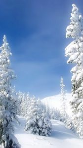 Preview wallpaper pines, winter, snow, snowdrifts, sky, fairy tale