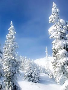 Preview wallpaper pines, winter, snow, snowdrifts, sky, fairy tale