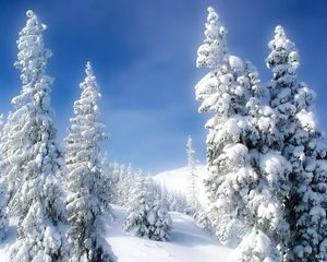 Preview wallpaper pines, winter, snow, snowdrifts, sky, fairy tale