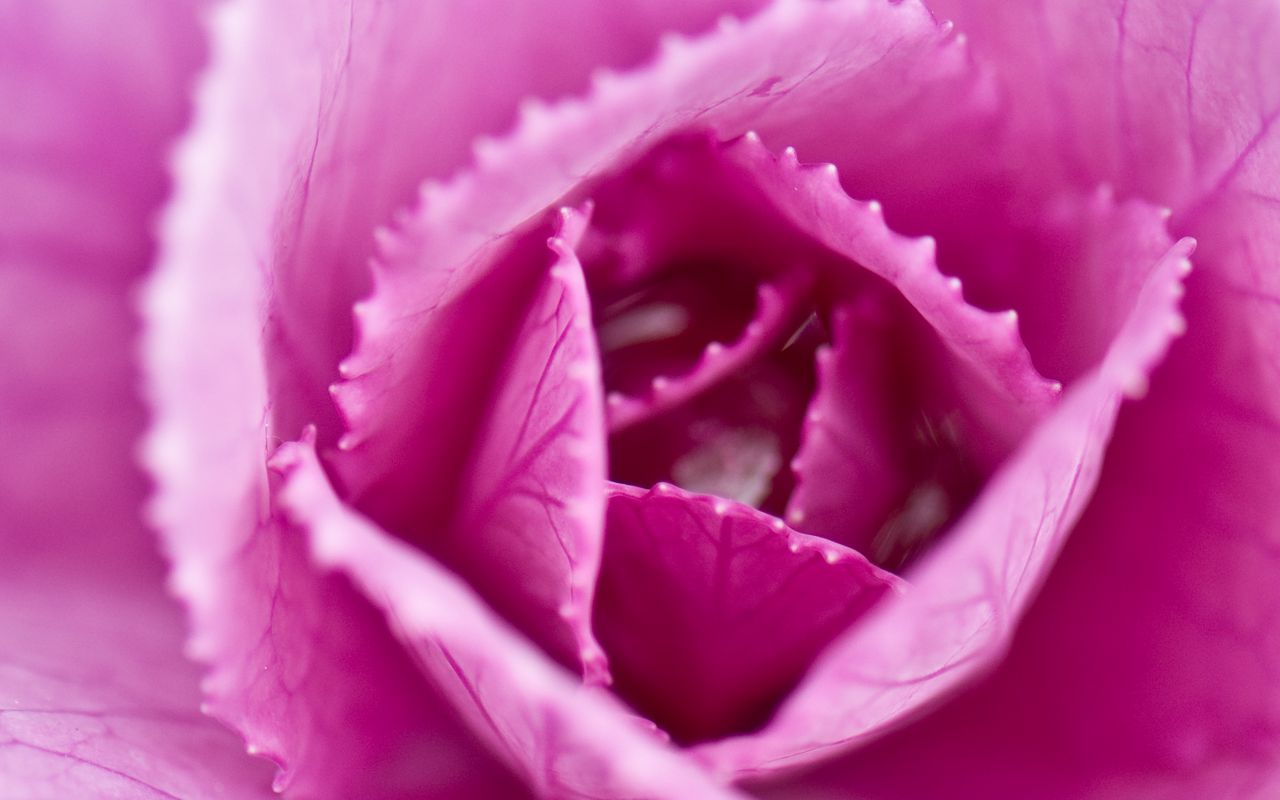 Download wallpaper 1280x800 pink cabbage, cabbage, petals, pink, macro ...